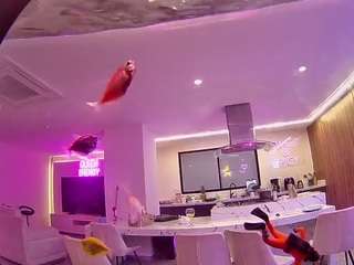 voyeurcam casa salsa fishtank